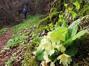 67 Primula vulgaris-Primule